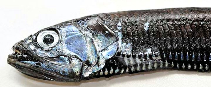 Diplophos taenia_05.jpg